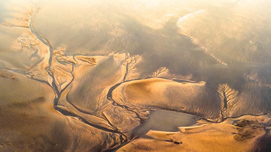 Tree-shaped traces seen on tidal flat in Yancheng City, China's Jiangsu