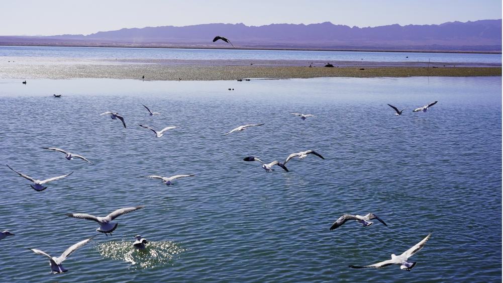 Picturesque autumn scenery of Keluke Lake, NW China's Qinghai