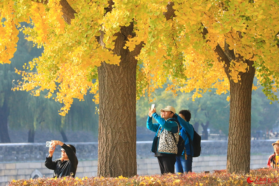 In pics: Autumn charm of Beijing