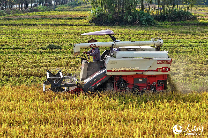 A busy harvest season in the golden rice fields of E China's Jiangxi