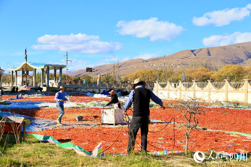 Tree leaves grow into thriving business in SW China's Sichuan