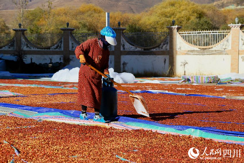 Tree leaves grow into thriving business in SW China's Sichuan