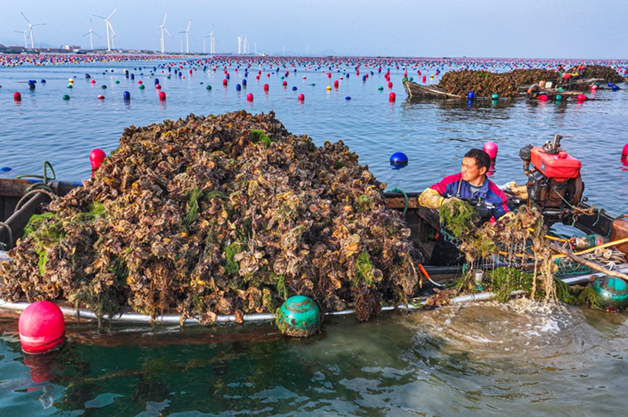 Oyster harvest begins in Rongcheng, E China's Shandong