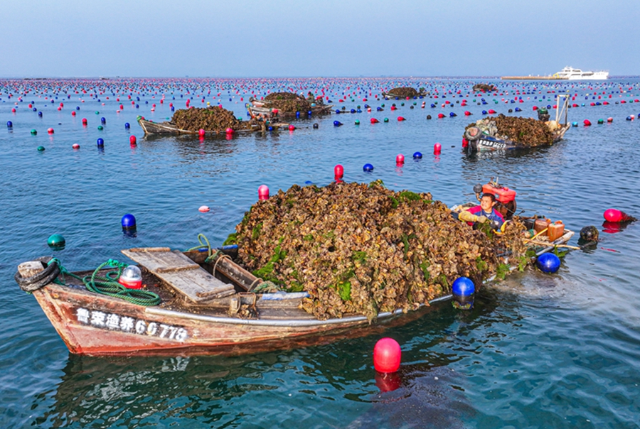 Oyster harvest begins in Rongcheng, E China's Shandong