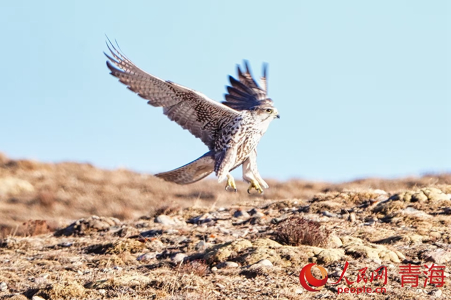 Wild animals thrive in Qilian Mountains, NW China's Qinghai