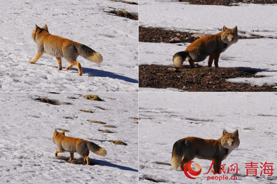 Wild animals thrive in Qilian Mountains, NW China's Qinghai