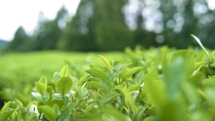 New-style tea beverage industry prospers in Zunyi, SW China's Guizhou