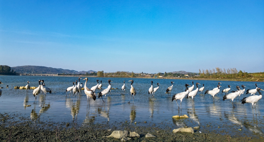 Migratory birds arrive at Caohai National Nature Reserve in SW China's Guizhou