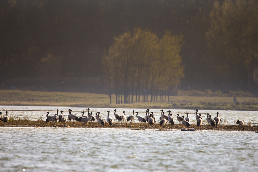 Migratory birds arrive at Caohai National Nature Reserve in SW China's Guizhou