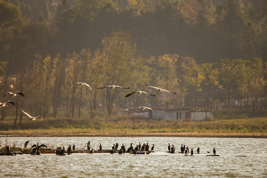 Migratory birds arrive at Caohai National Nature Reserve in SW China's Guizhou