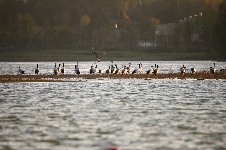 Migratory birds arrive at Caohai National Nature Reserve in SW China's Guizhou