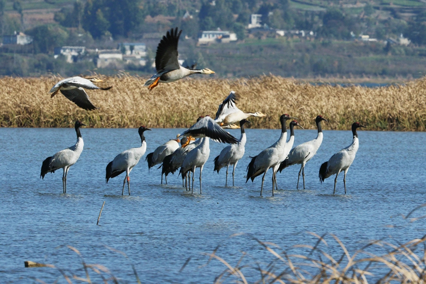 Migratory birds arrive at Caohai National Nature Reserve in SW China's Guizhou