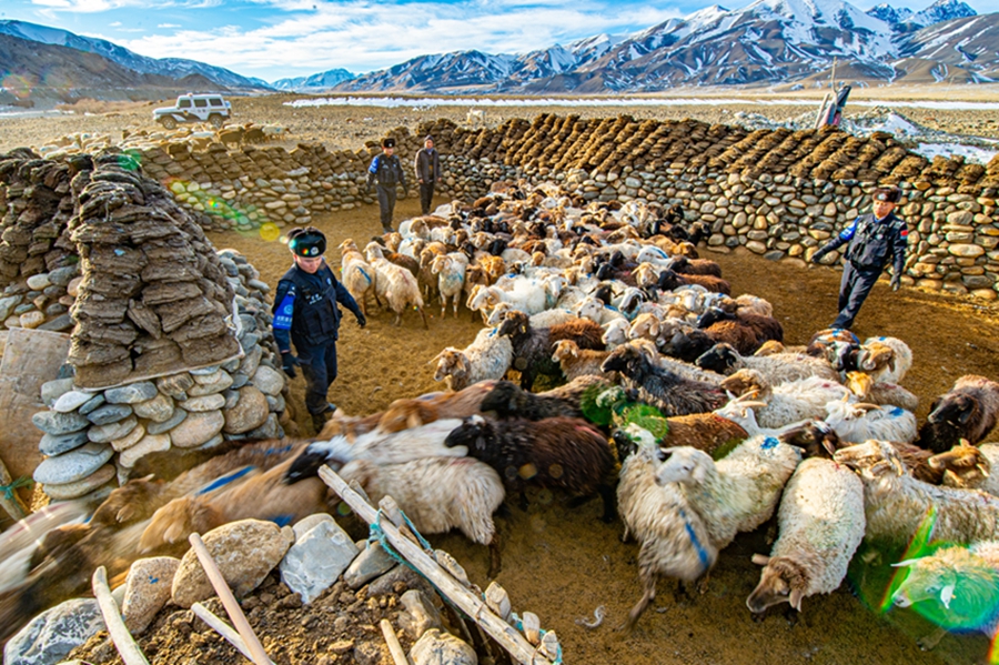 Police help herders move livestock between pastures in NW China's Xinjiang