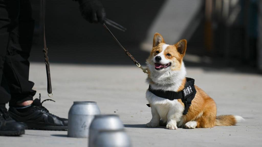 Talented corgi shows off skateboarding skills