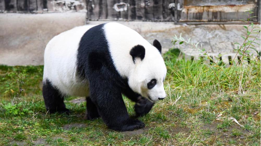 A glimpse of foreign-born giant pandas' life after returning to China