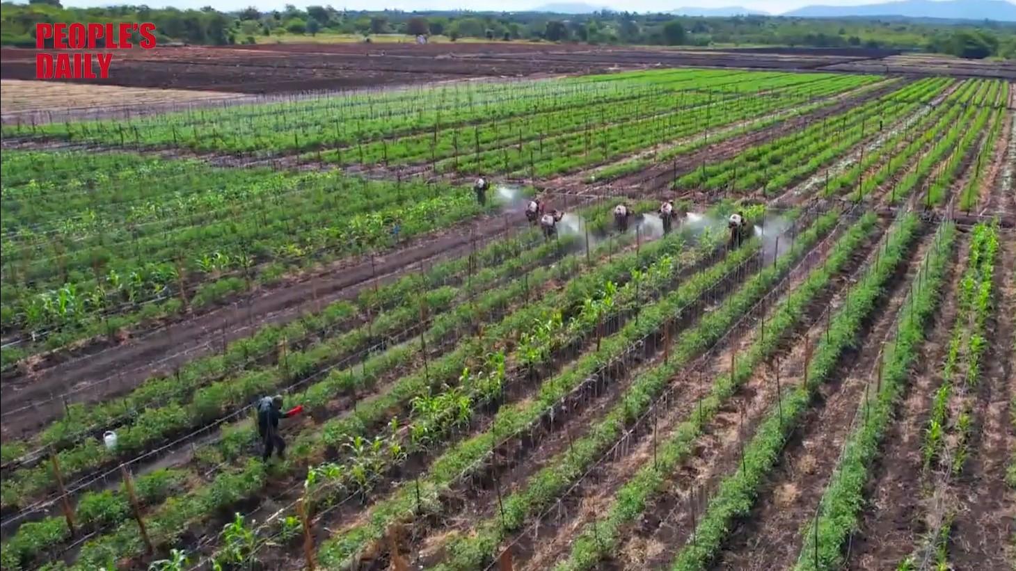 Empowering Kenyan farmers through Chinese agripreneurship