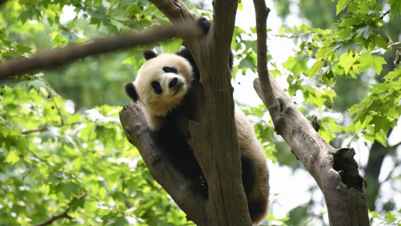 A glimpse of foreign-born giant pandas' life after returning to China