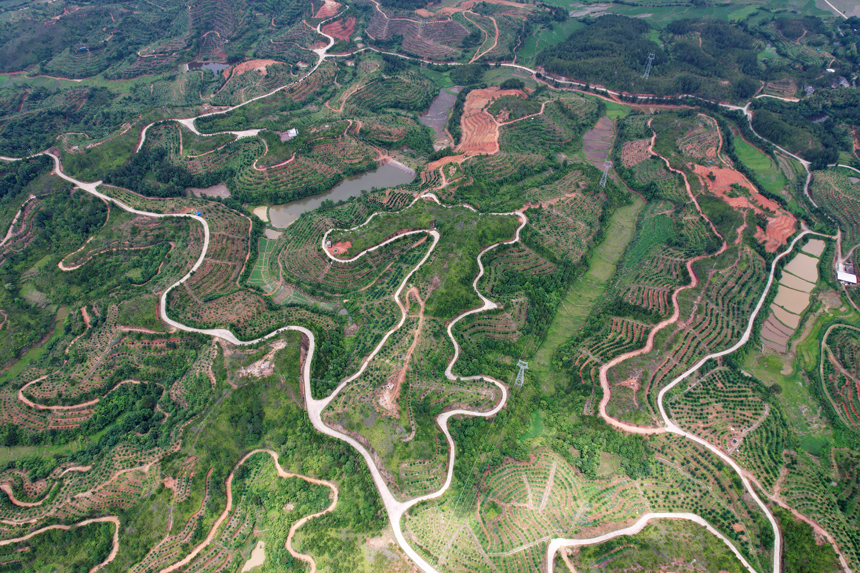 Visitors flock to harvest navel oranges in China's Jiangxi