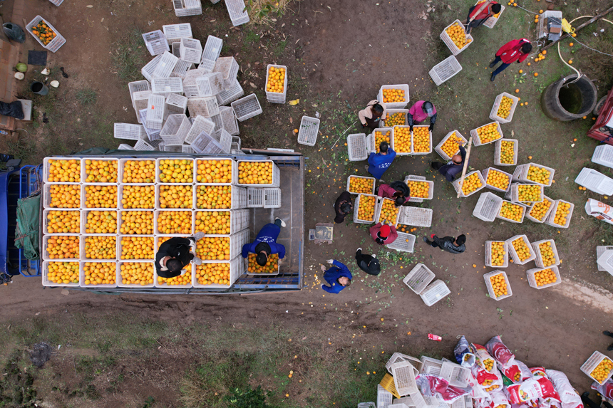 Visitors flock to harvest navel oranges in China's Jiangxi