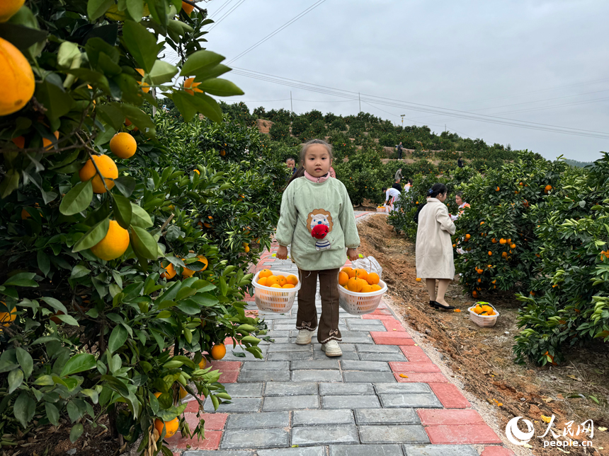 Visitors flock to harvest navel oranges in China's Jiangxi