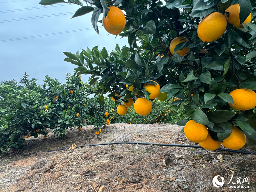 Visitors flock to harvest navel oranges in China's Jiangxi