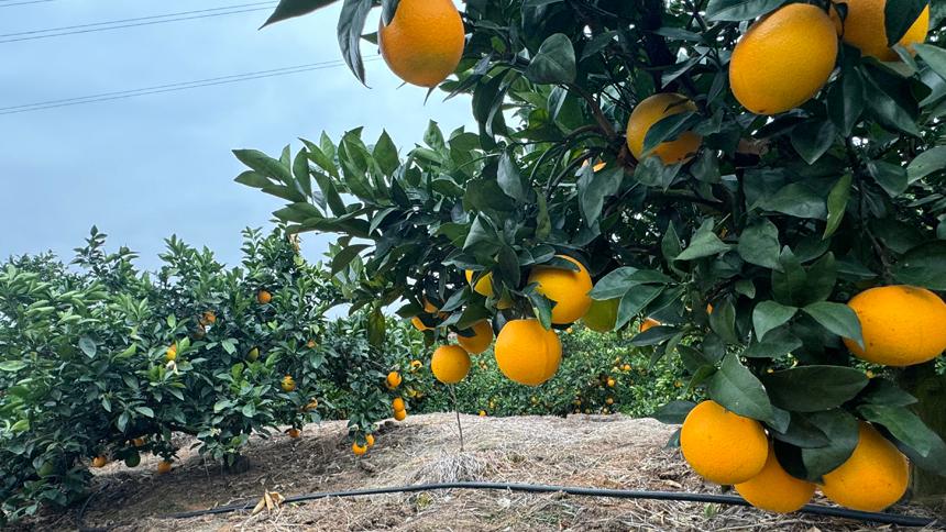 Visitors flock to harvest navel oranges in China's Jiangxi