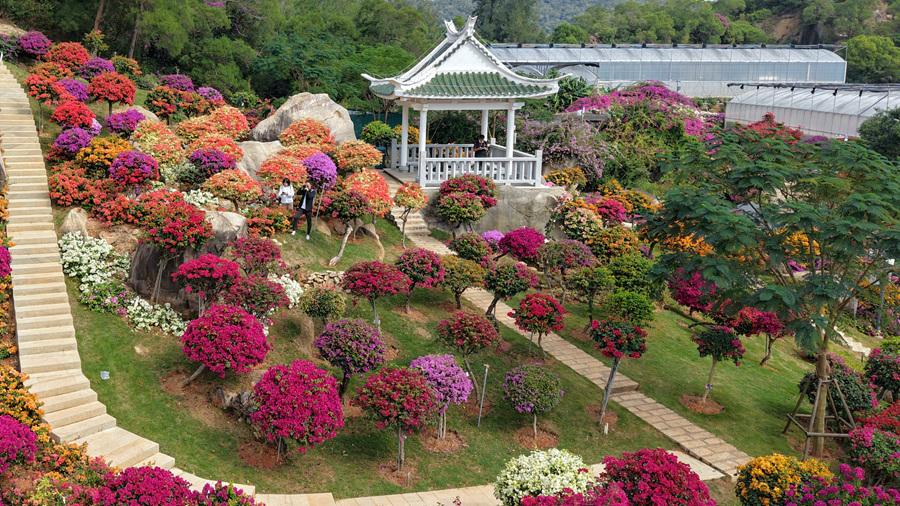 Colorful bougainvillea flowers in full bloom SE China's Xiamen