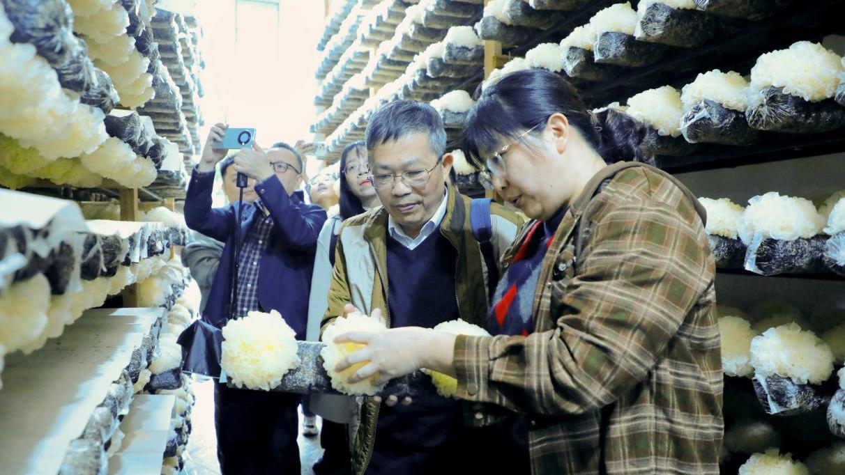 Chinese scientists breed high-yield mushroom strain aboard space mission