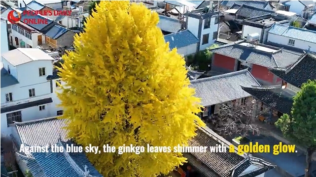 Centuries-old ginkgo tree drapes itself in golden splendor in SW China's Yunnan