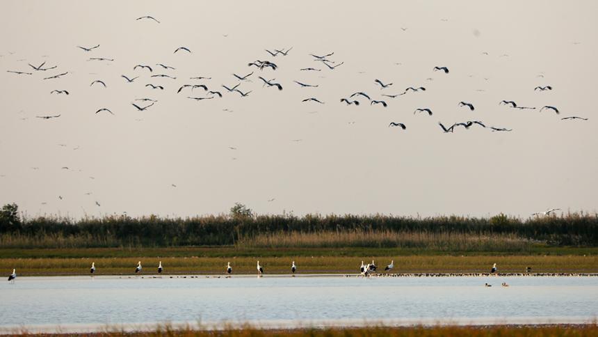 Migratory birds gather at Poyang Lake in E China's Jiangxi