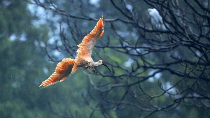 16 crested ibises returned from Japan settle at Beijing Zoo