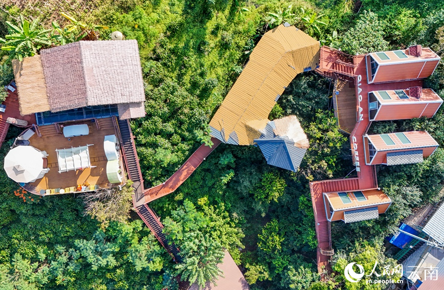 Farmers busy harvesting coffee cherries in SW China's Yunnan