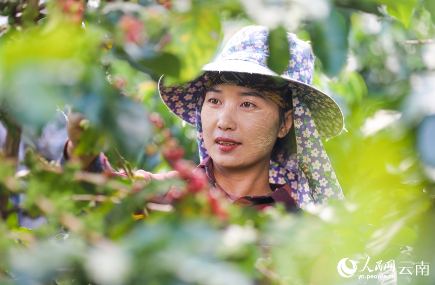 Farmers busy harvesting coffee cherries in SW China's Yunnan