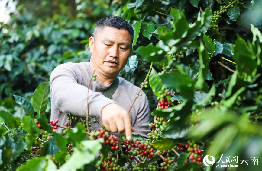 Farmers busy harvesting coffee cherries in SW China's Yunnan