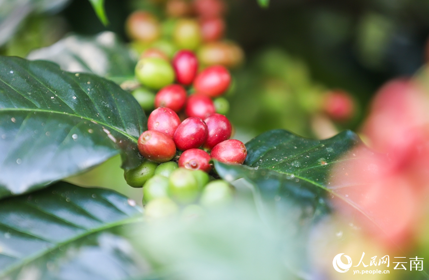 Farmers busy harvesting coffee cherries in SW China's Yunnan