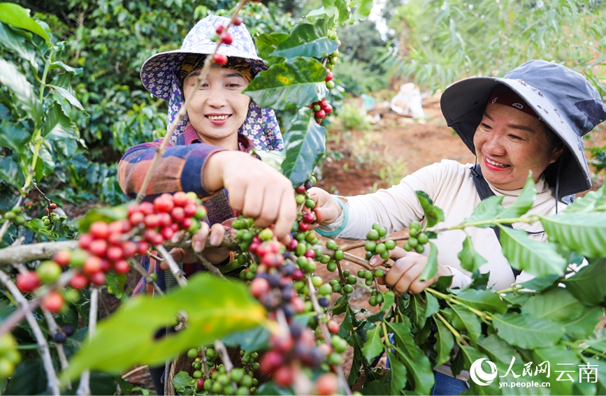 Farmers busy harvesting coffee cherries in SW China's Yunnan