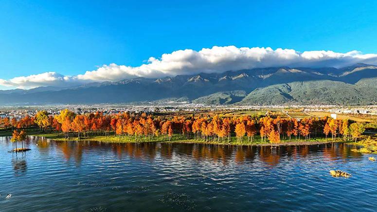 Redwood trees light up Erhai Lake with vibrant hues in SW China's Yunnan