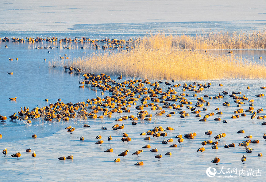 Migratory birds dance gracefully at lake in N China's Inner Mongolia