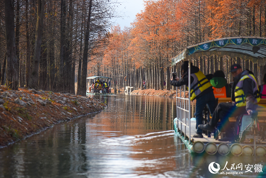 Vibrant bald cypress forests in Ningguo city, E China's Anhui enchant visitors