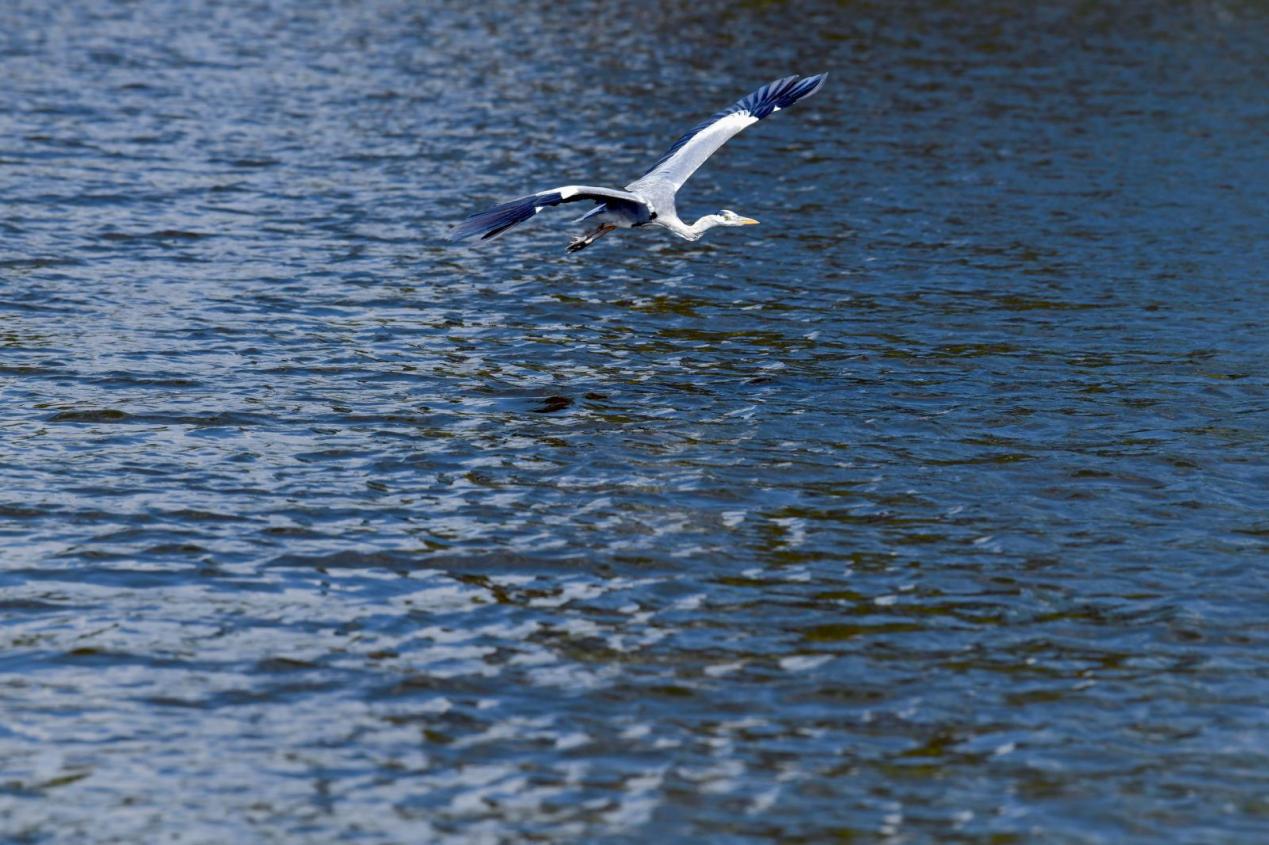 Foreign journalists explore harmonious coexistence between man and nature in Shenzhen wetland