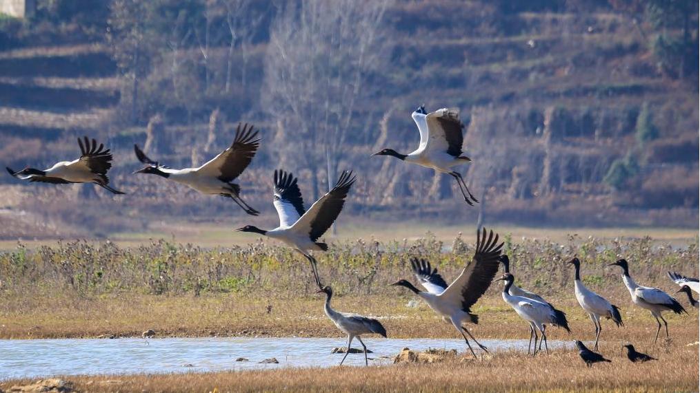 Wintering migratory birds seen at national nature reserve, SW China's Guizhou