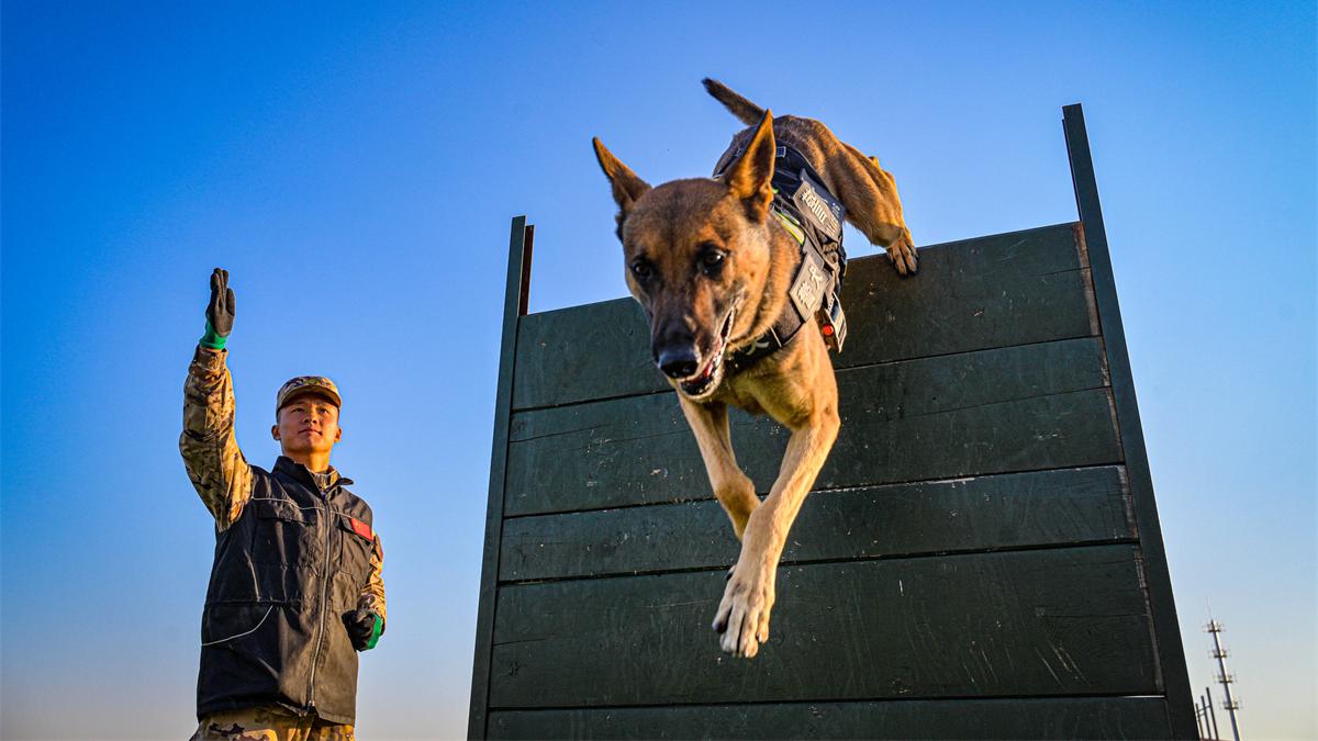 Military dogs in training