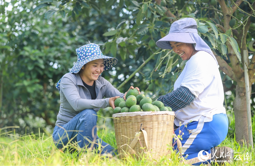 Farmers put avocados in a basket in Menglian Dai, Lahu, and Wa Autonomous County, Pu'er city, southwest China's Yunnan Province. (People's Daily Online/Hu Zunhui)