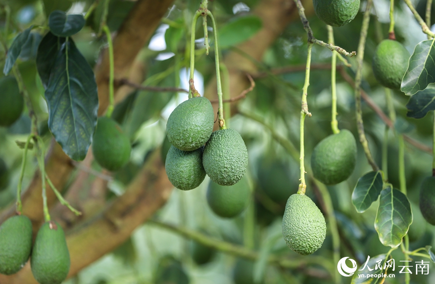 Menglian in SW China's Yunnan produces over 80 percent of country's avocados