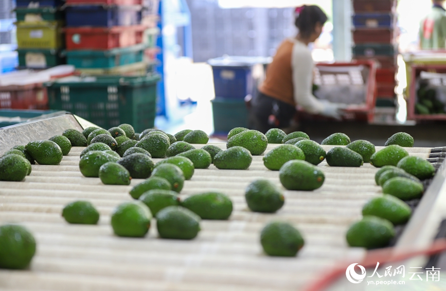 Menglian in SW China's Yunnan produces over 80 percent of country's avocados