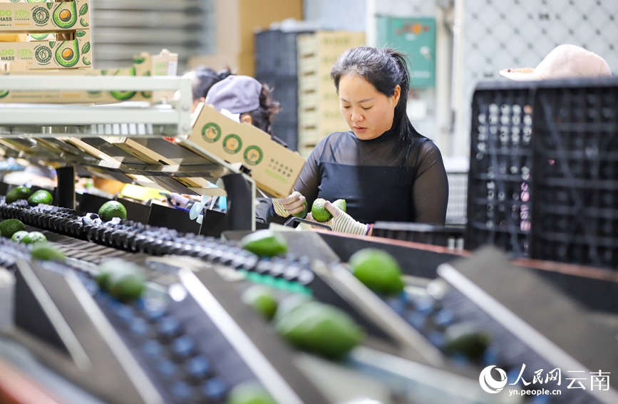 Menglian in SW China's Yunnan produces over 80 percent of country's avocados