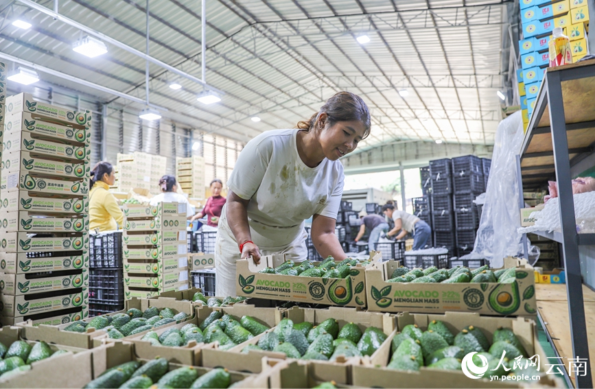 Menglian in SW China's Yunnan produces over 80 percent of country's avocados