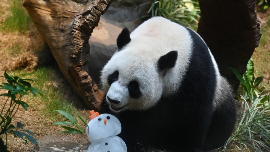 Pandas pair enjoy special treats in Hong Kong