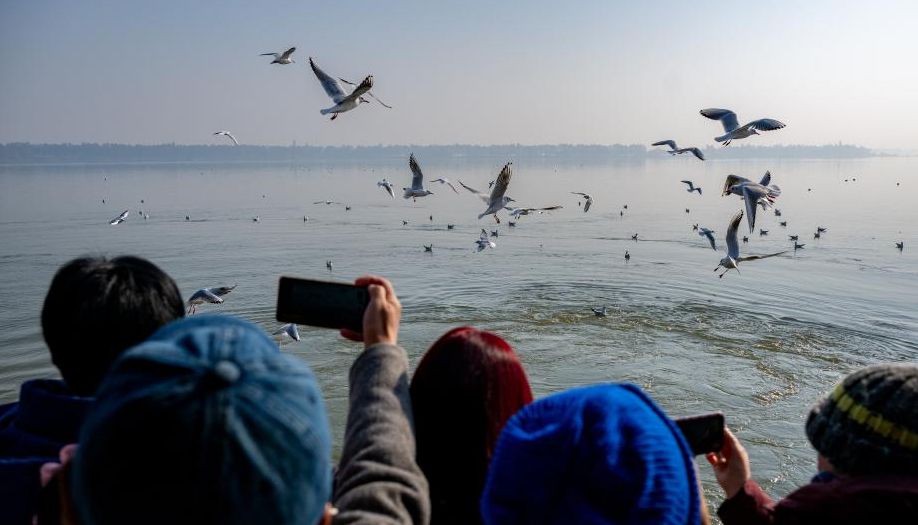 Wintering red-billed gulls arrive in Donghu Lake scenic spot in Wuhan, C China