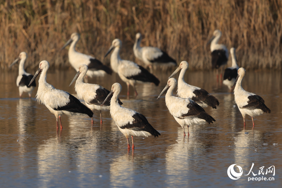 Oriental white storks seen at wetland in SE China's Fujian